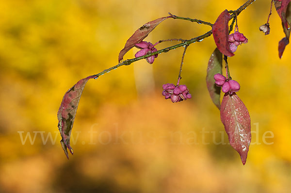 Europäisches Pfaffenhütchen (Euonymus europaea)