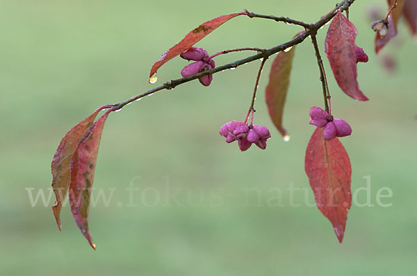 Europäisches Pfaffenhütchen (Euonymus europaea)