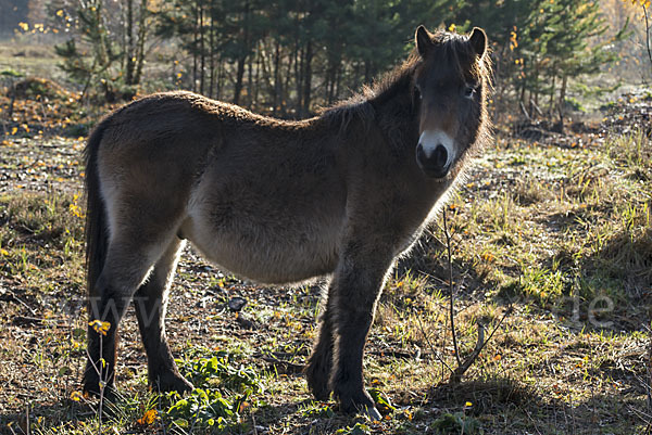 Exmoor-Pony (Equus przewalskii f. caballus)