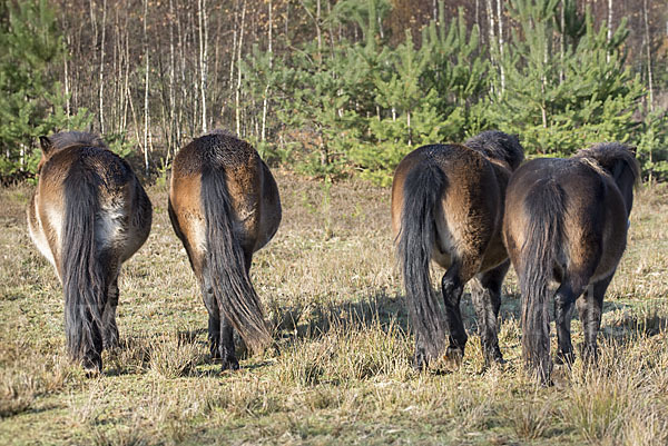 Exmoor-Pony (Equus przewalskii f. caballus)