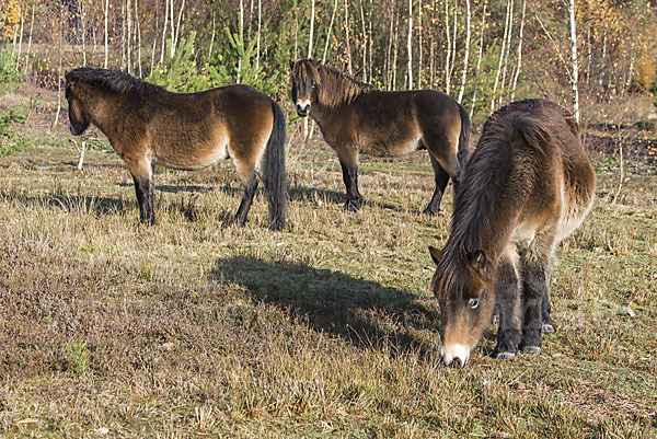 Exmoor-Pony (Equus przewalskii f. caballus)