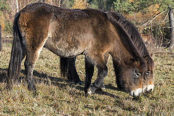 Exmoor-Pony (Equus przewalskii f. caballus)