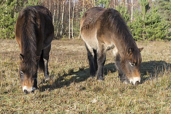 Exmoor-Pony (Equus przewalskii f. caballus)