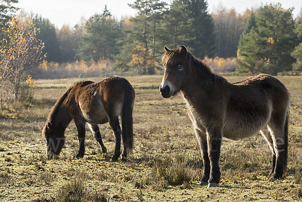 Exmoor-Pony (Equus przewalskii f. caballus)