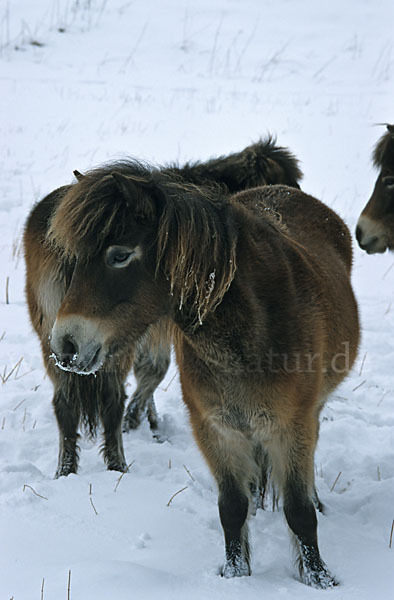 Exmoor-Pony (Equus przewalskii f. caballus)