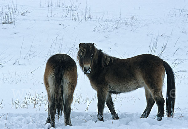 Exmoor-Pony (Equus przewalskii f. caballus)