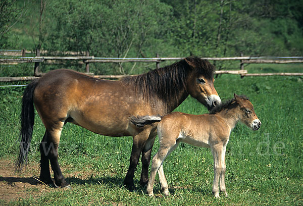 Exmoor-Pony (Equus przewalskii f. caballus)