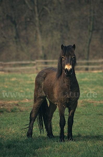 Exmoor-Pony (Equus przewalskii f. caballus)