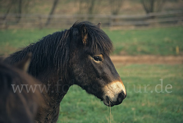 Exmoor-Pony (Equus przewalskii f. caballus)
