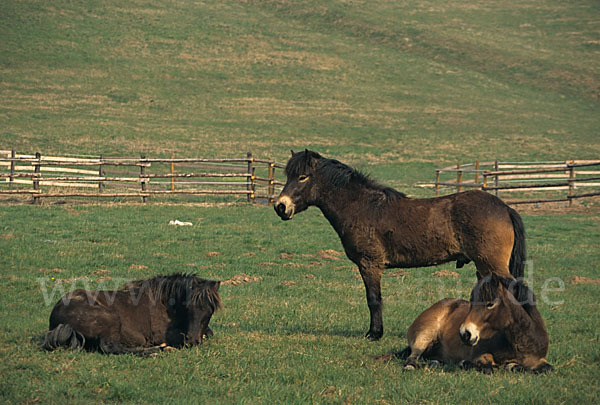 Exmoor-Pony (Equus przewalskii f. caballus)