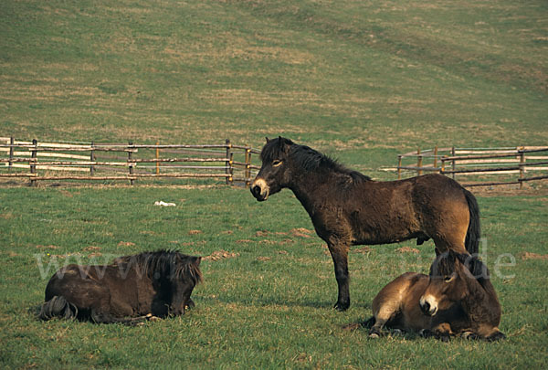 Exmoor-Pony (Equus przewalskii f. caballus)