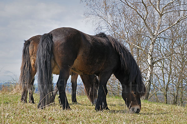 Exmoor-Pony (Equus przewalskii f. caballus)