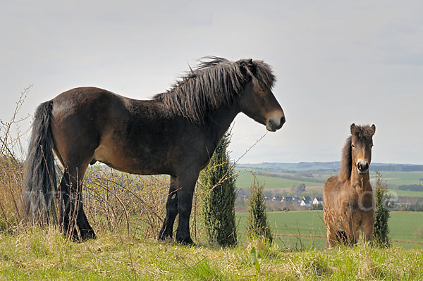 Exmoor-Pony (Equus przewalskii f. caballus)