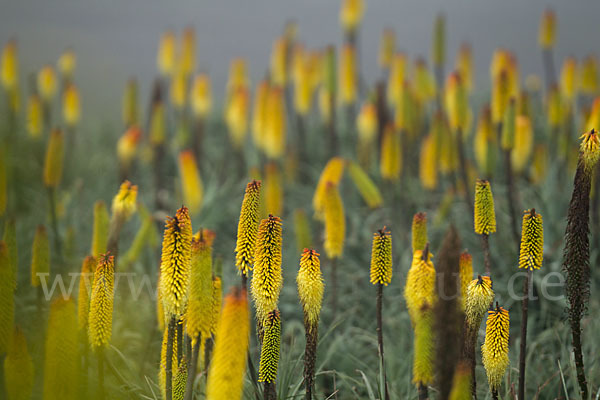 Fackellilie (Kniphofia foliosa)