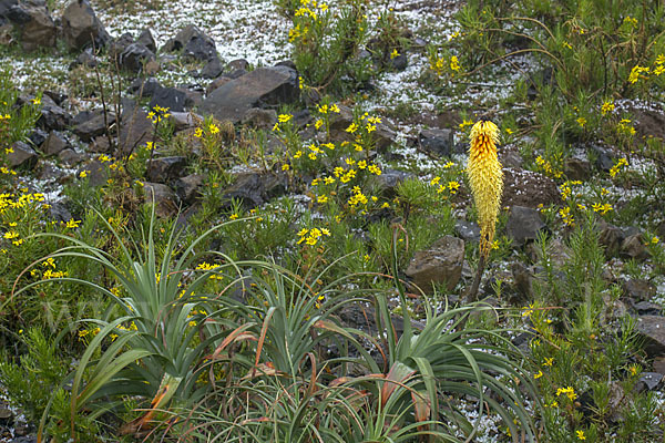 Fackellilie (Kniphofia foliosa)