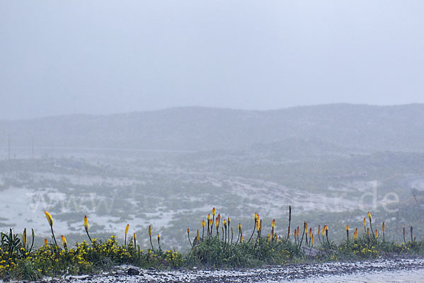 Fackellilie (Kniphofia foliosa)