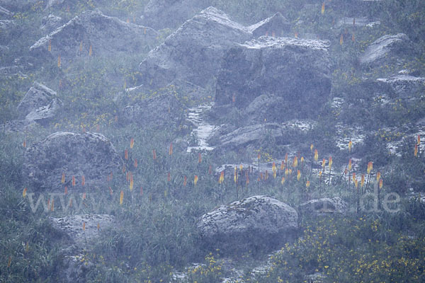 Fackellilie (Kniphofia foliosa)