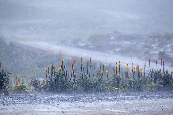 Fackellilie (Kniphofia foliosa)