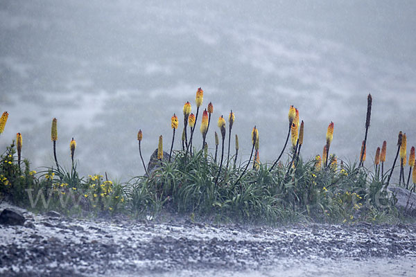 Fackellilie (Kniphofia foliosa)