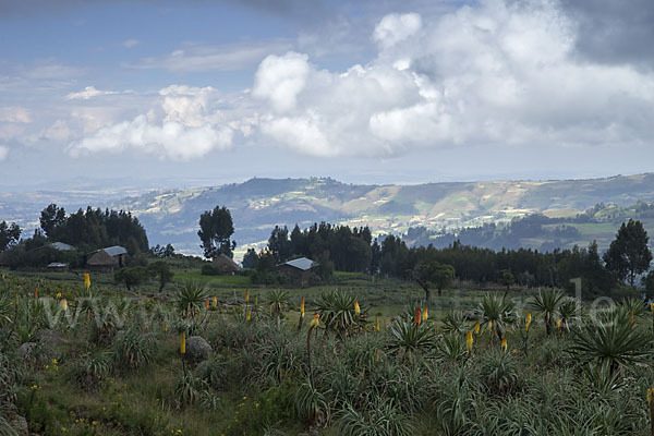 Fackellilie (Kniphofia foliosa)