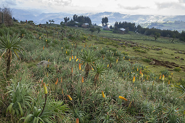 Fackellilie (Kniphofia foliosa)