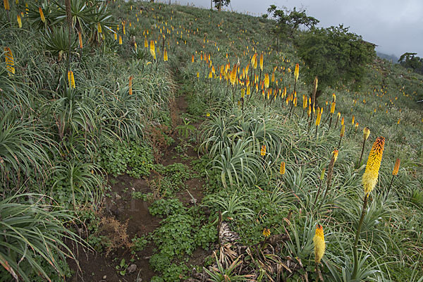 Fackellilie (Kniphofia foliosa)