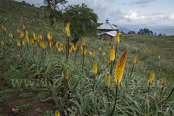 Fackellilie (Kniphofia foliosa)