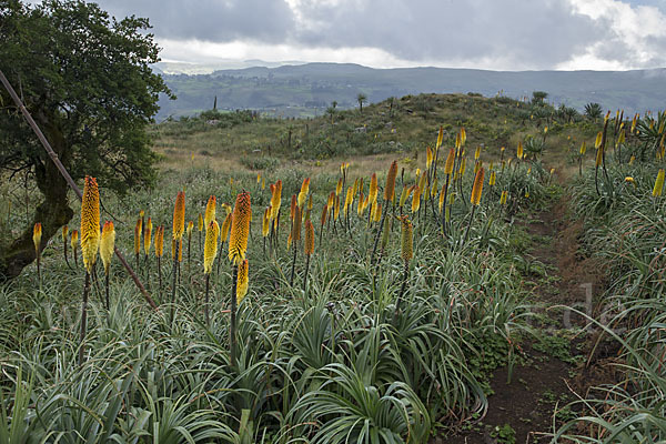 Fackellilie (Kniphofia foliosa)