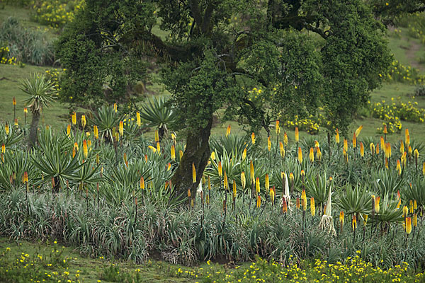 Fackellilie (Kniphofia foliosa)