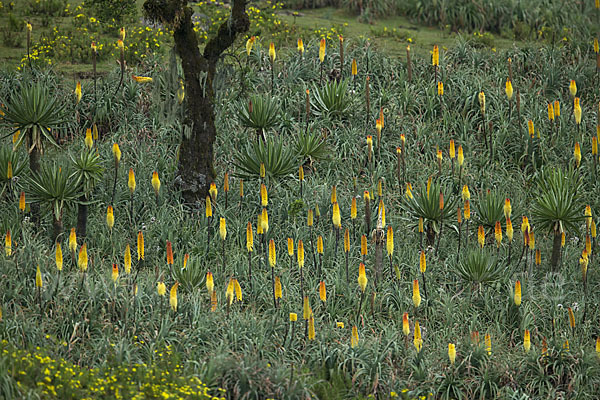 Fackellilie (Kniphofia foliosa)