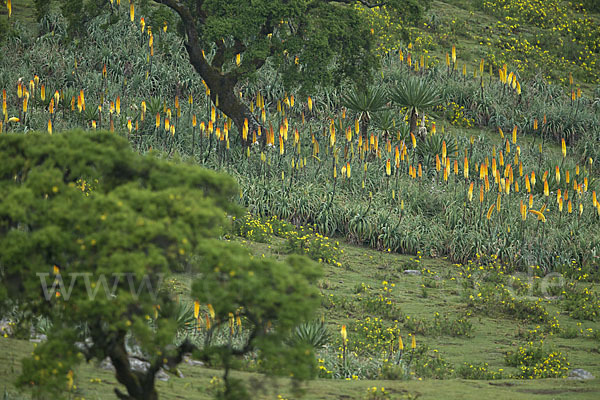 Fackellilie (Kniphofia foliosa)