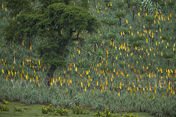 Fackellilie (Kniphofia foliosa)