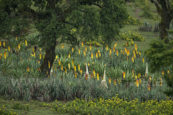 Fackellilie (Kniphofia foliosa)