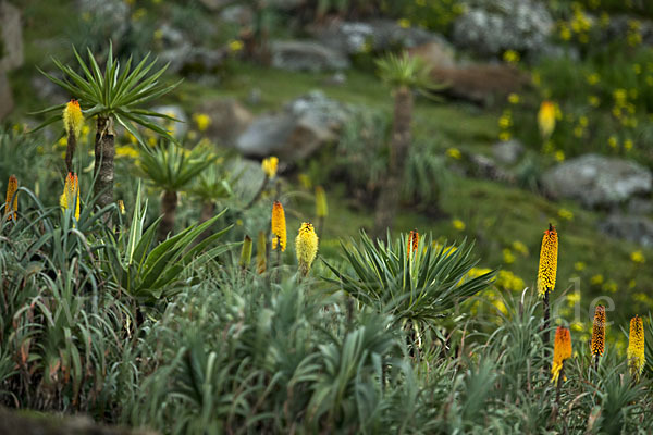 Fackellilie (Kniphofia foliosa)