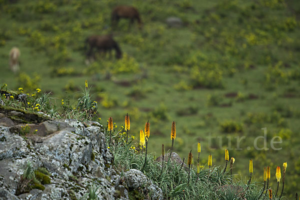 Fackellilie (Kniphofia foliosa)