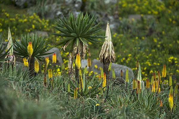 Fackellilie (Kniphofia foliosa)