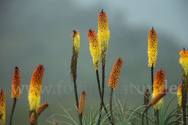 Fackellilie (Kniphofia foliosa)