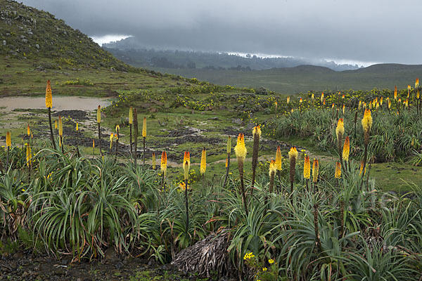 Fackellilie (Kniphofia foliosa)