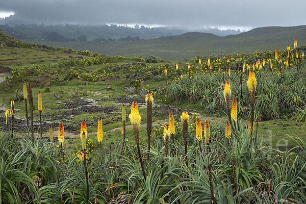 Fackellilie (Kniphofia foliosa)