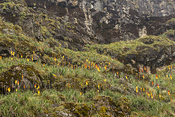 Fackellilie (Kniphofia foliosa)