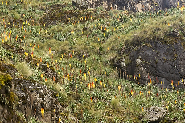 Fackellilie (Kniphofia foliosa)