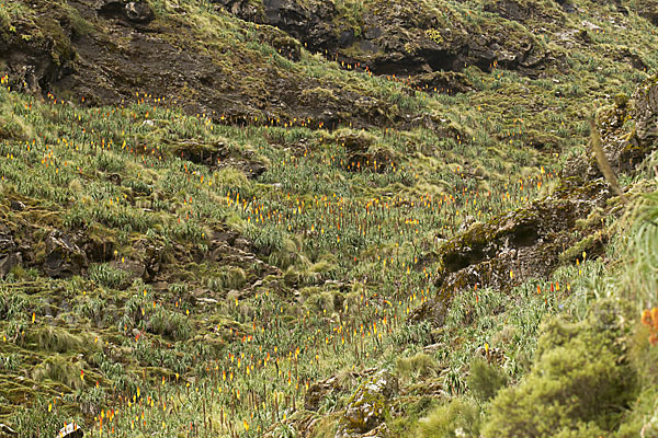 Fackellilie (Kniphofia foliosa)