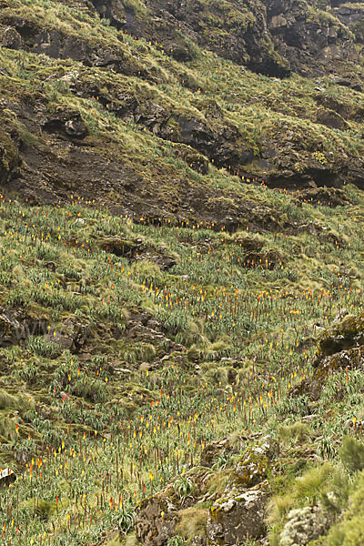 Fackellilie (Kniphofia foliosa)