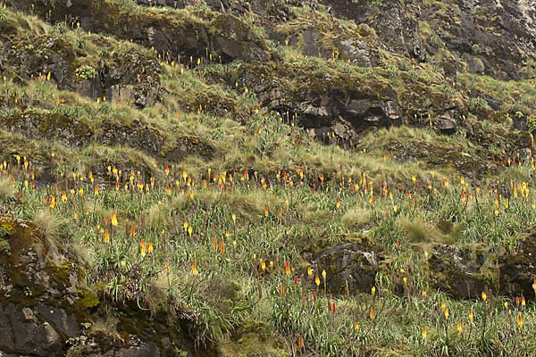 Fackellilie (Kniphofia foliosa)