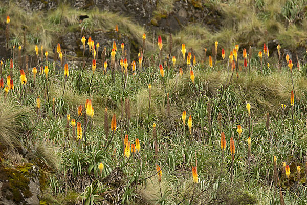 Fackellilie (Kniphofia foliosa)