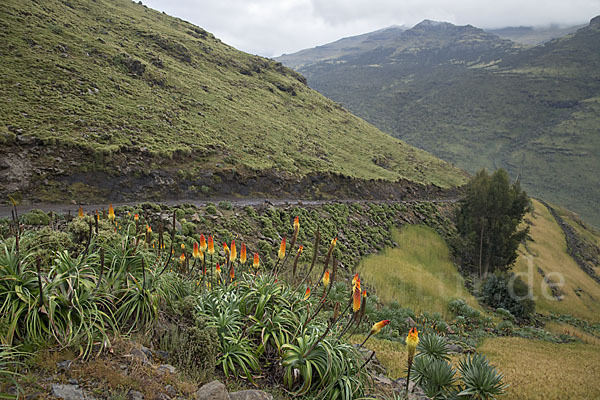 Fackellilie (Kniphofia foliosa)