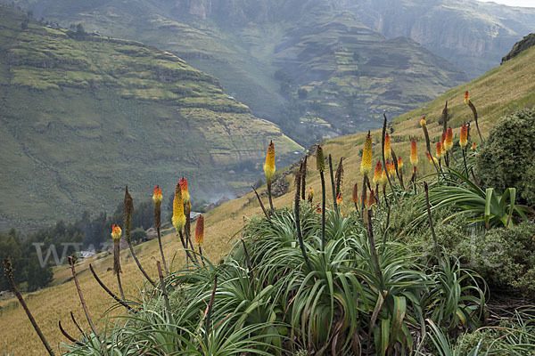 Fackellilie (Kniphofia foliosa)