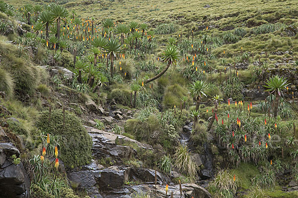 Fackellilie (Kniphofia foliosa)