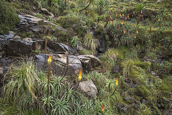 Fackellilie (Kniphofia foliosa)