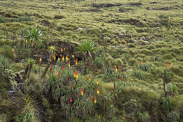 Fackellilie (Kniphofia foliosa)